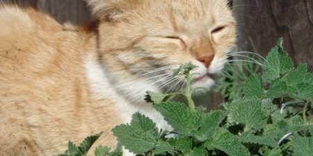 Catnip-Pinterest1