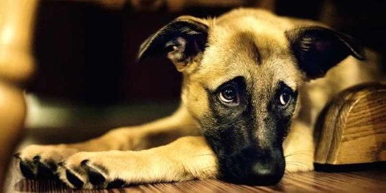 SeparationAnxiety Pinterest BarkPost