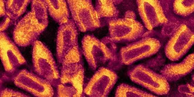 rabies-virus-660×385