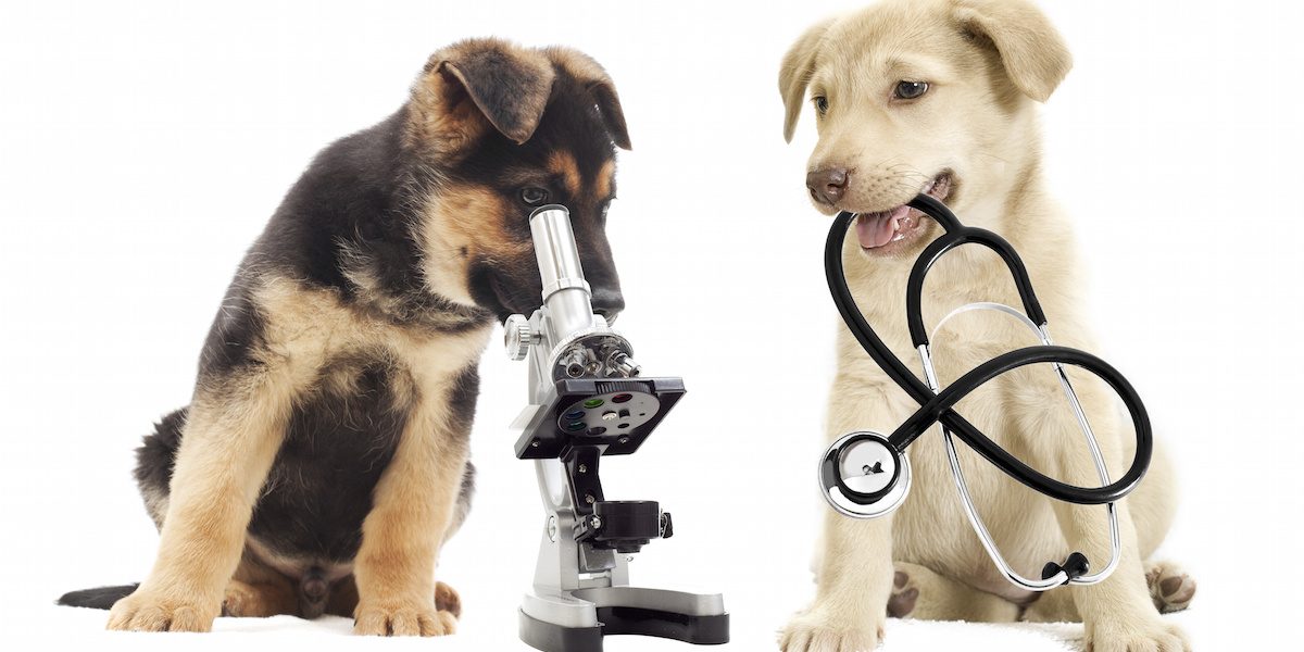Puppy and microscope