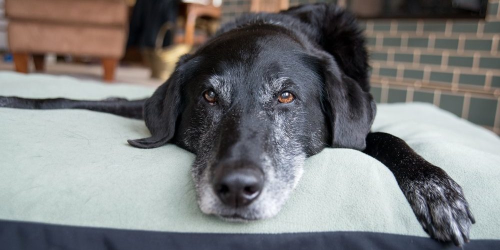 citypets-old-pet-image